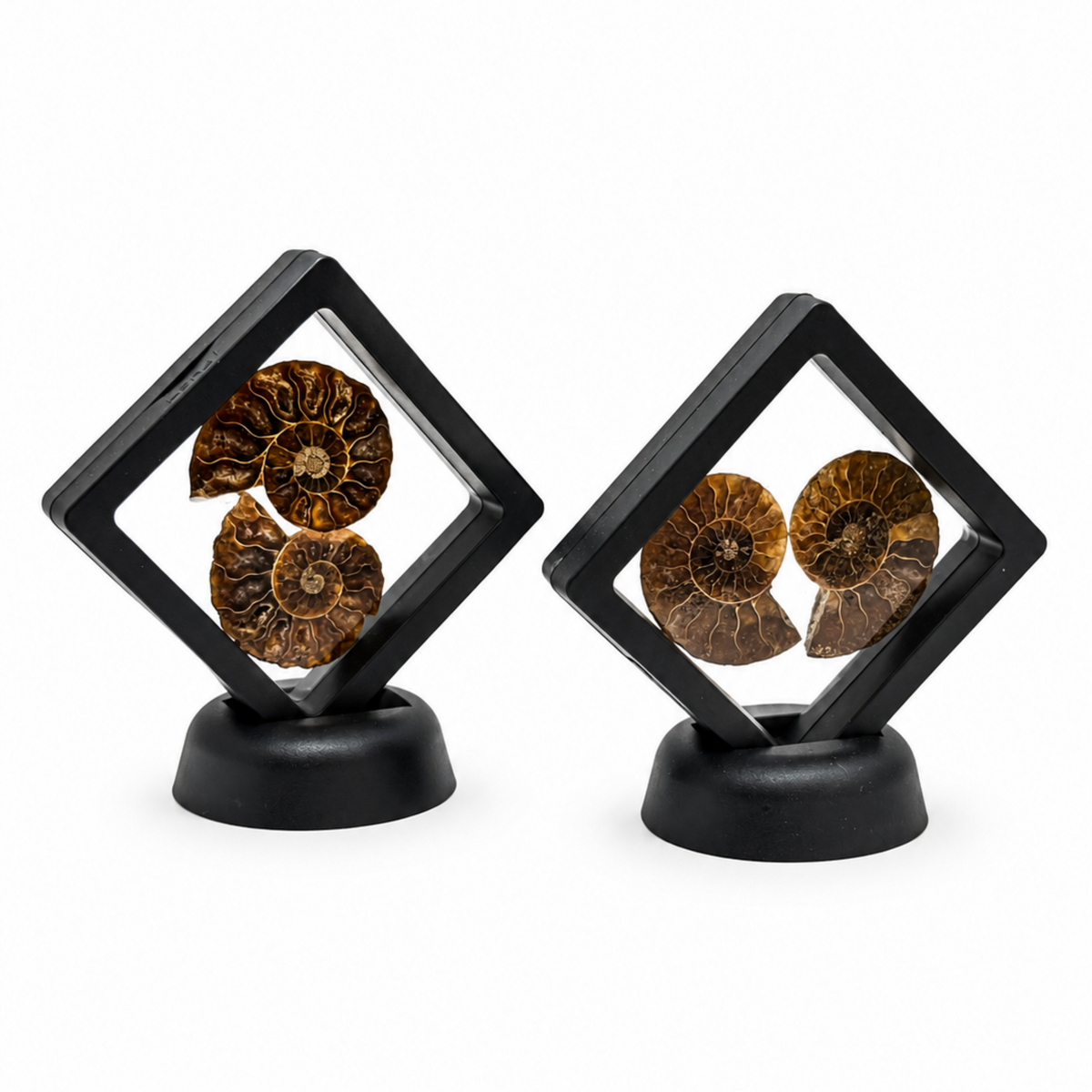 Ammonite