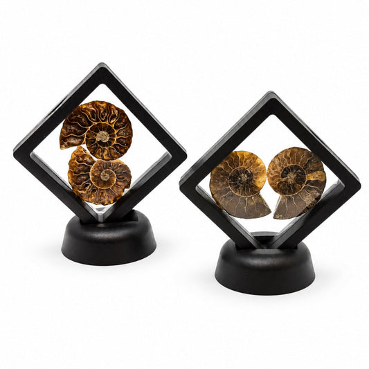 Ammonite